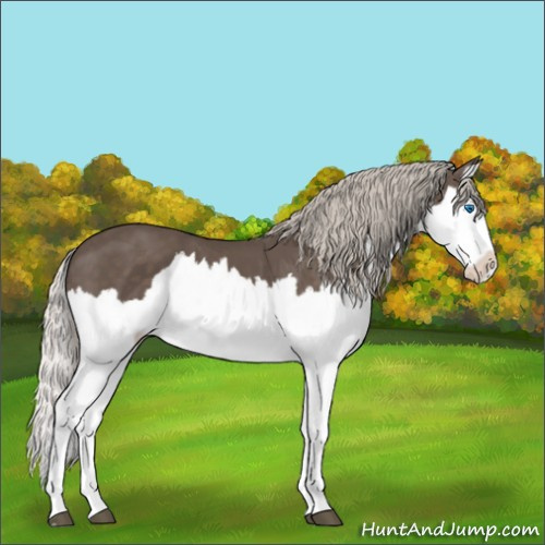 Horse Color:Silver Black Splash