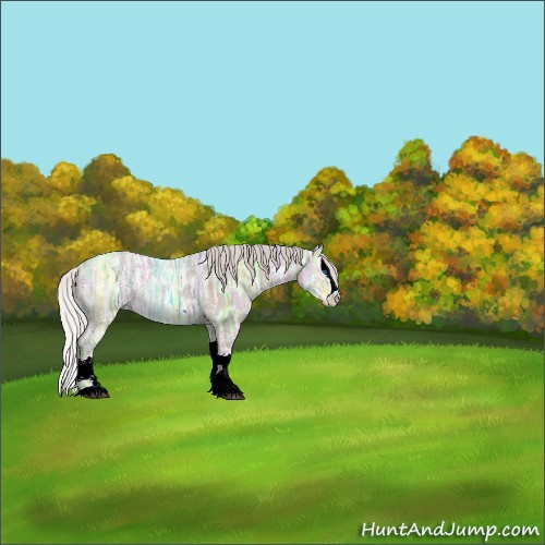 Horse Color:Silver Grullo Ice Sabino Splash Rabicano