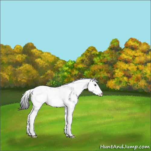 Horse Color:Liver Chestnut Sabino 