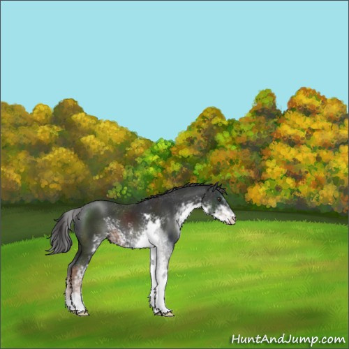 Horse Color:Liver Chestnut Sabino