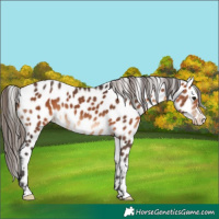 Horse Color:Bay Leopard 