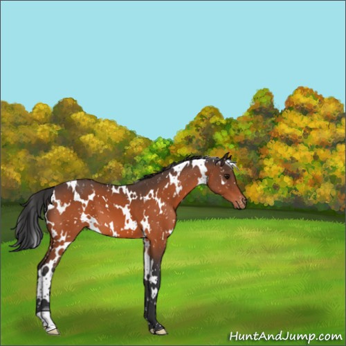 Horse Color:White Spotted Bay Appaloosa 