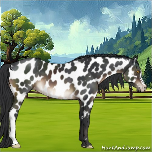 Horse Color:Brown Appaloosa 