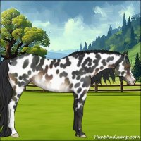 Horse Color:Brown Appaloosa