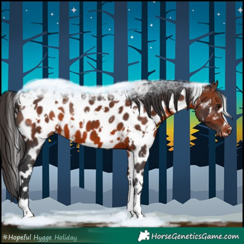Horse Color:White Spotted Brown Appaloosa 