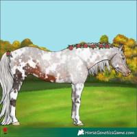 Horse Color:White Spotted Silver Brown Appaloosa