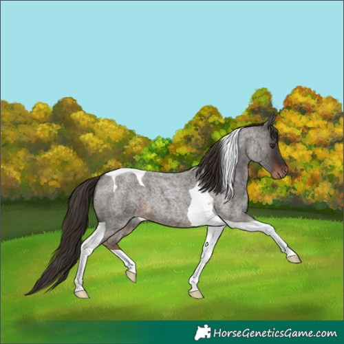 Horse Color:Liver Red Roan Tobiano