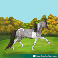 Horse Color:Liver Red Roan Tobiano