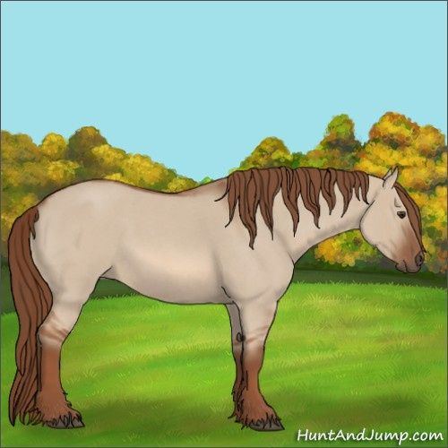 Horse Color:Red Dun Roan 