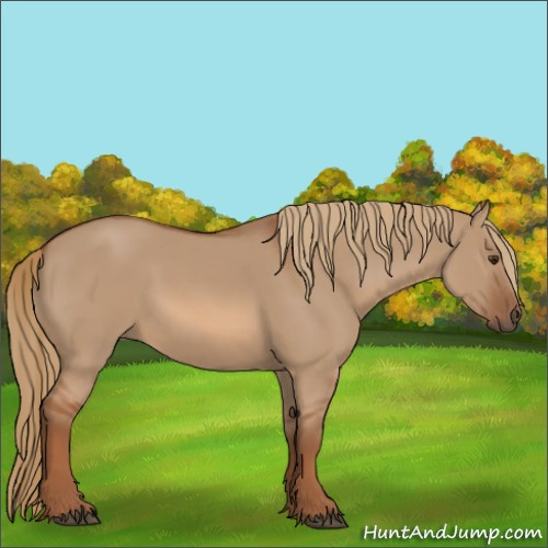 Horse Color:Red Dun 
