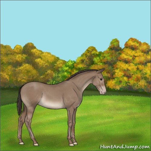 Horse Color:Classic Champagne 