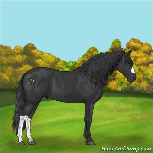 Horse Color:Black 