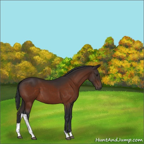 Horse Color:Brown Tobiano 