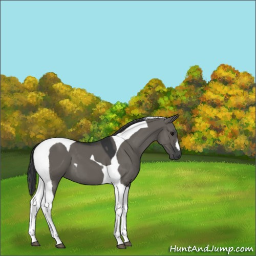 Horse Color:Grullo Tobiano 