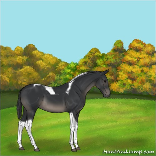 Horse Color:Black Tobiano 