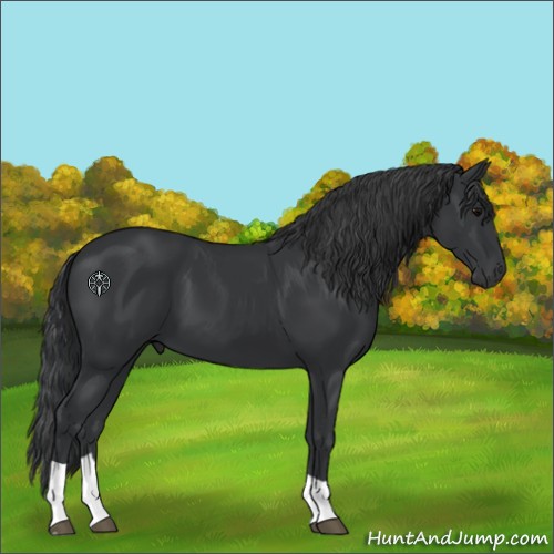 Horse Color:Black Tobiano 