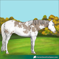 Horse Color:White Spotted Silver Brown Dun Splash Rabicano 