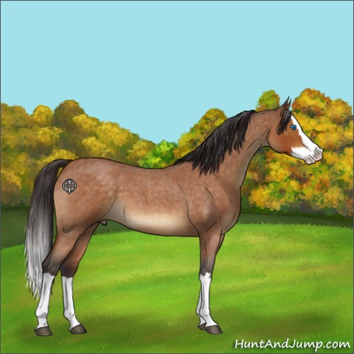 Horse Color:Buckskin Roan Sabino Splash 