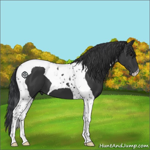 Horse Color:Black Tobiano 