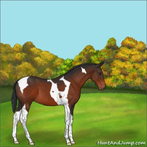 Horse Color:Brown Tobiano 