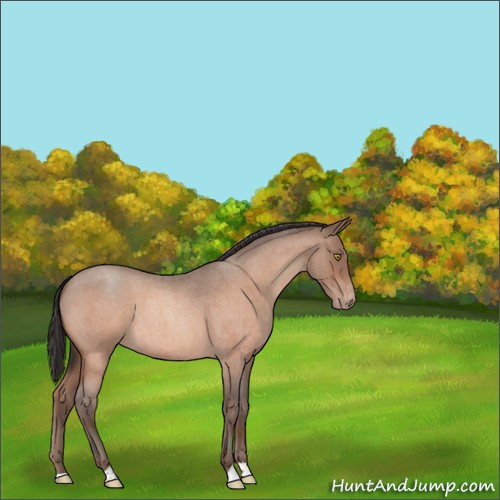 Horse Color:Sable Champagne Roan Appaloosa 