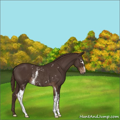 Horse Color:White Spotted Liver Chestnut Rabicano 