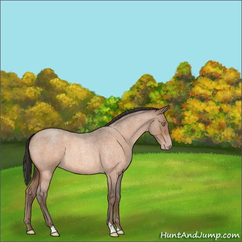 Horse Color:Sable Champagne Roan 