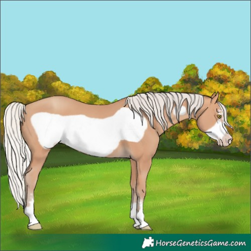 Horse Color:Silver Amber Champagne Frame 