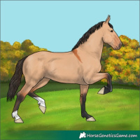 Horse Color:Bay Dun