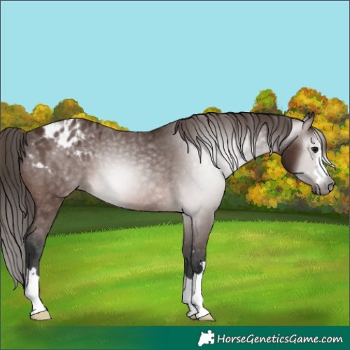 Horse Color:Gray Bay Appaloosa