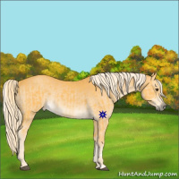 Horse Color:Palomino and Palomino