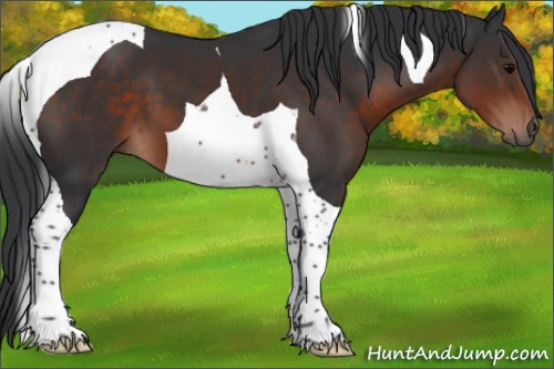 Horse Color:Brown Tobiano 