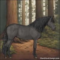 Horse Color:Black 