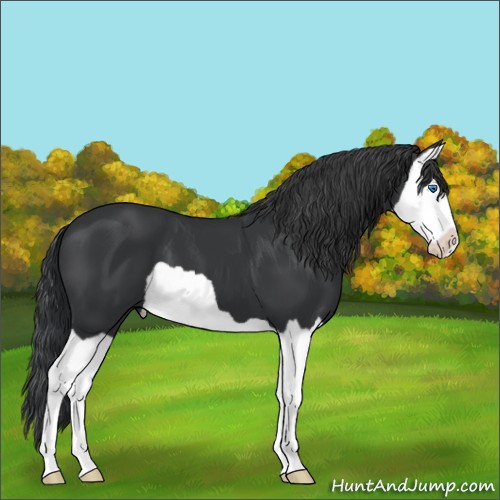 Horse Color:Black Splash 
