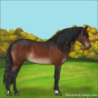 Horse Color:Bay 