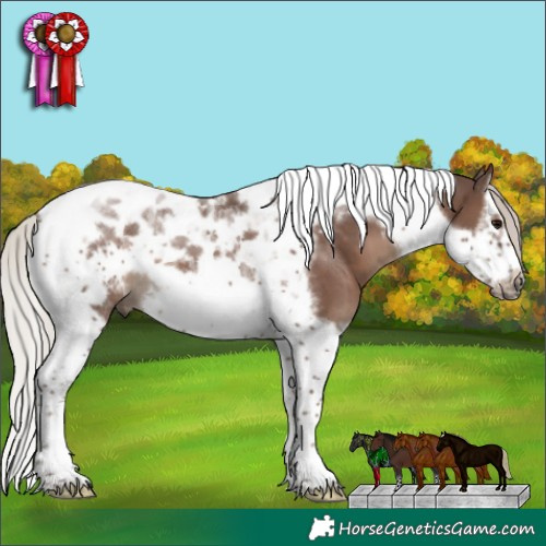 Horse Color:Silver Black Splash Tobiano Frame 