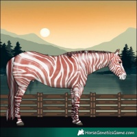 Horse Color:Brown Dun and Brown Dun Splash