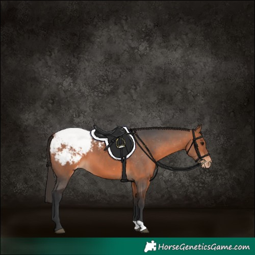 Horse Color:Bay Appaloosa 