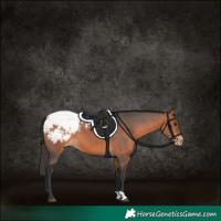 Horse Color:Bay Appaloosa