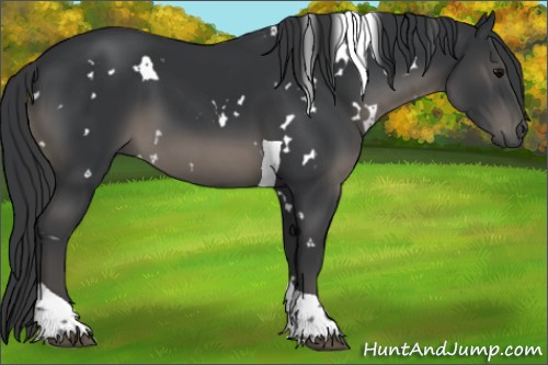 Horse Color:White Spotted Black Tobiano 