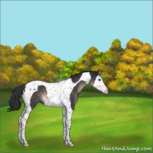 Horse Color:Platinum Brown Splash Tobiano Rabicano 