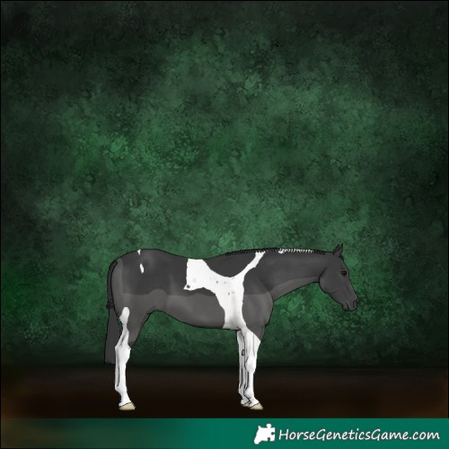 Horse Color:Black Tobiano 