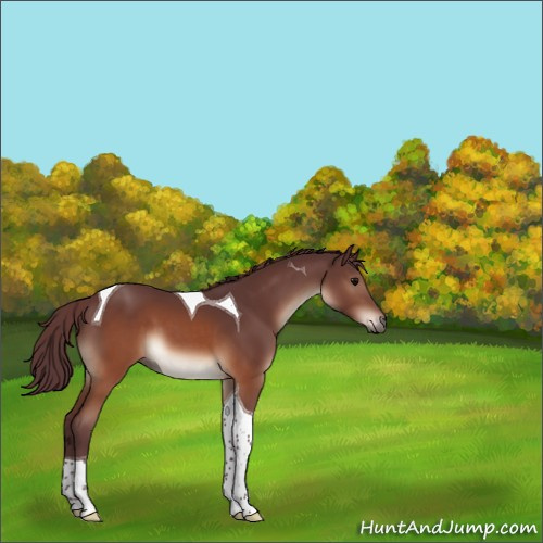 Horse Color:Chocolate Brown Tobiano 