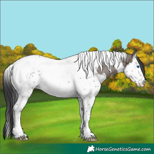 Horse Color:Platinum Grullo Sabino Splash Tobiano