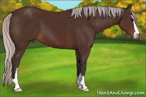 Horse Color:Silver Brown Sabino 