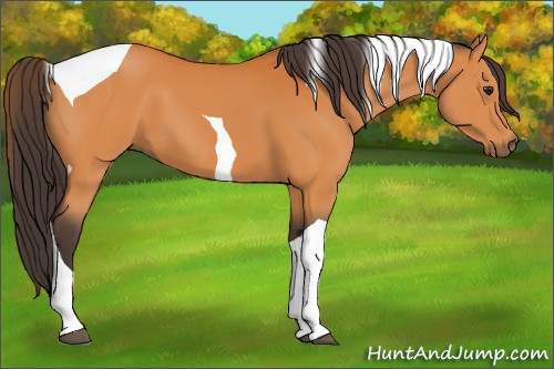 Horse Color:Buckskin Tobiano 