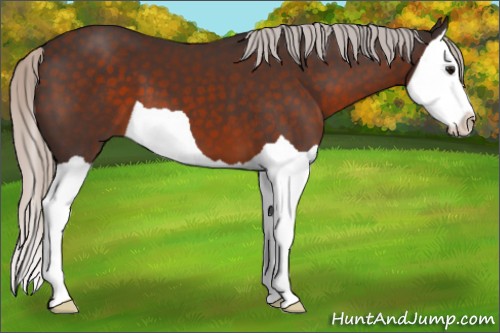 Horse Color:Silver Brown Splash 