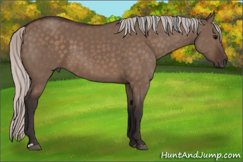 Horse Color:Silver Brown Dun 