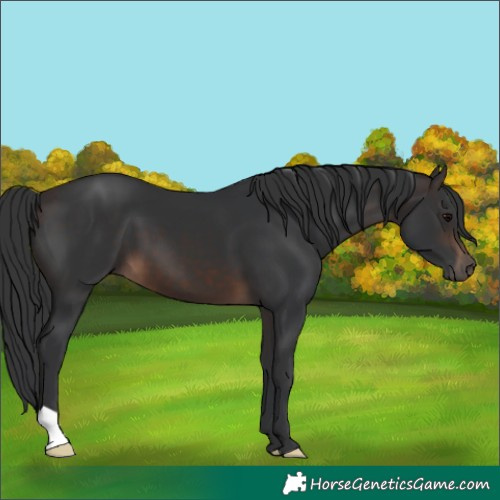 Horse Color:Brown 