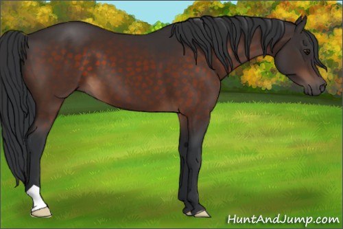 Horse Color:Brown 